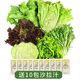 綠食者 沙拉蔬菜組合3.5斤 新鮮苦菊綠葉紅葉生菜西餐沙拉健康輕食蔬菜 蔬菜沙拉組合3.5斤【有沙拉醬】