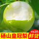 正宗碭山梨青梨翠冠梨現(xiàn)摘現(xiàn)發(fā)當(dāng)季水果梨子團(tuán)購水果禮品裝 9斤