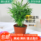 急兔袖珍椰子鳳尾竹富貴椰子辦公室綠植/袖珍椰子+備用盆源頭直發(fā)