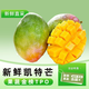 閩農(nóng)語果四川攀枝花凱特芒果當(dāng)季時(shí)令新鮮水果芒果鮮甜多汁現(xiàn)摘青皮凱特芒 凈重4.5斤 | 單果400-500g 【新鮮凱特芒】