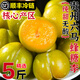 正宗貴州蜂糖李【多倉(cāng)發(fā)貨】京鮮直采脆甜脫骨李子水果 中大果30-45mm果徑 【果農(nóng)精選】3斤裝