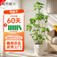 植男植女鴨腳木造型客廳大型真盆栽八方來財室內(nèi)落地綠植鴨掌木源頭直發(fā)