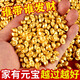 善揚實(shí)心砂金小元寶仿真迷你金元寶擺件聚寶盆銅米缸配件裝飾禮品 沙金元寶300顆【送招財令+財庫貼】