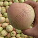 雀斑美人蘋(píng)果新鮮蘋(píng)果王林蘋(píng)果黃金廣西玉林黃蘋(píng)果白色 0.1斤 凈重3斤精選脆甜大果80-85