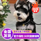 寵夢(mèng)幻純種雪納瑞幼犬迷你椒鹽色雪納瑞活體活物幼崽適合老人小朋友家養(yǎng) 寵物級(jí) 高品質(zhì)