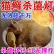 貓咪專用陽光燈狗狗柯爾鴨全光譜太陽燈取暖貓?zhí)\燈補鈣燈植物補光 100w白光燈【光距40-60厘米】