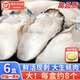鯨甘郎鮮活生蠔現(xiàn)剝生蠔肉新鮮牡蠣肉蠣蝗去殼純蠔仔肉生鮮海鮮水產(chǎn)盒裝 3盒裝/生蠔肉 每盒約15個(gè) 送蒜蓉醬