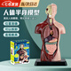 凌云鶴人體解剖模型醫(yī)學(xué)內(nèi)臟器官模型可拆卸骨骼人體結(jié)構(gòu)教學(xué)立體模型 人體器官【仿真半身解剖模型】