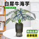 愛(ài)優(yōu)尚白犀牛海芋盆栽桌面植物天鵝絨竹芋花卉綠植四季可吸甲醛源頭直發(fā)