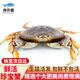【活鮮】漁傳播 加拿大鮮活珍寶蟹1.4-1.6斤/只元寶蟹螃蟹海鮮保鮮不?；?源頭直發(fā)包郵