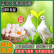 羽富貴新鮮鴿子蛋雜糧喂養(yǎng)土鴿農(nóng)家放養(yǎng)信鴿蛋白鴿蛋孕婦寶寶兒童鴿子蛋 鮮鴿蛋【放飛散養(yǎng)鴿子蛋】 20枚