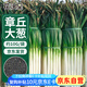 花沃里大蔥種子山東章丘大蔥約10g 蔬菜種子耐熱耐寒鐵桿大蔥四季種籽