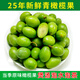 果齋園 當(dāng)季新鮮青橄欖果生橄欖青果煲湯泡茶潮汕大頭青兩頭尖橄欖水果 1斤裝 發(fā)圓通
