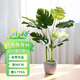 悠梵萌仿真綠植客廳大盆栽龜背葉盆景創(chuàng  )意植物室內人造擺件高90cm