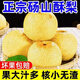 正宗碭山酥梨5斤梨子新鮮水果應當季整箱包郵特產香梨脆雪梨整箱 5斤 精選裝丨60-65mm