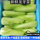 龍牙菜龍牙白菜寧夏供港龍芽菜長(cháng)白菜清甜多汁 2500g帶箱
