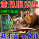 黃鼠狼捕捉器長(cháng)效持久驅趕神器超聲波驅黃鼠狼專(zhuān)用藥家用戶(hù)外克星 一個(gè)
