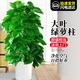 花翁大型綠植物客廳室內盆栽花卉大葉綠蘿柱1.2-1.3m[圓柱盆]源頭直發(fā)