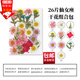坤隨 樹葉畫手工貼畫幼兒園兒童DIY干花材料包創(chuàng)意干植物標(biāo)本手工花藝 DIY干花壓花【仙女座】粉色系