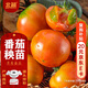 北蔬 番茄苗秧苗鐵皮柿子幼苗帶土蔬菜苗 草莓番茄苗6棵源頭直發(fā)包郵