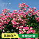 海蒂的花園旗艦店月季花苗花卉盆栽果汁陽(yáng)臺小苗爬藤植物帶花苞 胭脂扣15cm盆 含盆