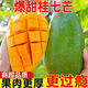 栩季（XUJI）桂七芒廣西百色田東桂七香芒青皮芒芒果當季新鮮孕婦水果整箱 桂七芒 6斤【精選裝】