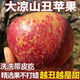 丑蘋果四川鹽源冰糖心丑蘋果大涼山新鮮現(xiàn)摘脆甜整箱斤水果應(yīng)當(dāng)季 凈重9-10斤中果【70-75mm】