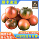 京蚨鮮遼寧丹東鐵皮柿子盤(pán)錦堿地西紅柿新鮮綠腚鷹爪番茄蔬菜 凈重 5斤 精選【人工挑選】