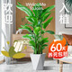 植男植女天堂鳥盆栽客廳室內(nèi)好養(yǎng)大型落地綠植辦公室大葉鶴望蘭源頭直發(fā)