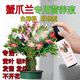 蟹爪蘭專(zhuān)用營(yíng)養液蟹爪蓮盆栽四季開(kāi)花治黃葉發(fā)蔫軟爛催箭促開(kāi)花肥 蟹爪蘭專(zhuān)用營(yíng)養液100ml*1瓶