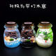 時(shí)鳥海藻球微景觀diy生態(tài)瓶水培球藻創(chuàng)意迷你植物室內(nèi)微觀生態(tài)瓶 寶石藍(lán)(1顆一歲) 不帶燈