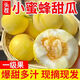 飄香果度山東小蜜蜂甜瓜應季水果香瓜蜜瓜當季水果甜瓜 凈重2斤中果 單果200g+