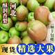 翠王 河北酥潤(rùn)香梨 鮮香皮薄 脆甜爽口 新鮮采摘 包郵 凈重4.5斤（單果120g+）