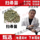 掃帚苗全草中藥地膚苗材掃帚苗地膚子苗新鮮干貨身上癢 一斤  生鮮整棵全草