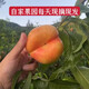 【順豐京東】脆甜可口黃油蟠桃當季應季無毛脆甜新鮮油桃果園直發(fā) 彩虹蟠桃 凈重3斤（10-14個）