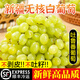 新疆吐魯番無核白葡萄5斤新鮮當(dāng)季水果馬奶提子無籽青提脆甜順豐L 4.5斤玻璃翠【順豐直發(fā)】