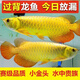 金龍魚(yú)一公一母一條也是批發(fā)價(jià)紅龍銀龍或金龍或觀(guān)賞魚(yú)混發(fā)撿漏 一條魚(yú)苗