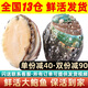 鮮味時刻【活鮮】全國13倉發(fā)貨 鮑魚鮮活超大號生鮮貝類海鮮海鮮水產(chǎn)鮮 2斤，18-20只（大號）