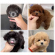 泰迪幼犬純種小型犬活體寵物狗小泰迪狗 血統(tǒng)級 雙血統(tǒng)帶證書 公