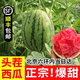【順豐】北京 大興龐各莊小西瓜L600 牛奶袖珍新鮮水果 人工精選 4顆裝【凈重13-14斤～順豐包郵】