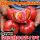 新疆普羅旺斯西紅柿沙瓤番茄新鮮自然熟生吃老品種孕婦水果西紅柿 5斤 優(yōu)選家庭裝【新疆現摘】