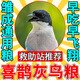 喜鵲灰鳥(niǎo)糧幼鳥(niǎo)食物提性開(kāi)口營(yíng)養飼料壯膘靚羽混合高蛋白專(zhuān)用飼料 一袋【標準裝】喜鵲灰最?lèi)?ài)吃