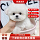 比熊犬比熊幼犬 純種白色寵物狗狗活體活物小型犬幼崽比熊犬 田園級 公