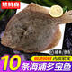 慧鮮森 新鮮冷凍超大多寶魚八寶魚偏口魚鰈魚海魚海鮮水產比目魚菱平魚 250g -300g/條 4條
