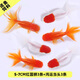 精品小金魚(yú)活魚(yú)冷水魚(yú)小金魚(yú)活魚(yú)淡水錦鯉觀(guān)賞魚(yú)好養耐活魚(yú)不加溫 5-7CM紅國師3條+鴻運當頭3條