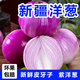 正宗新疆紫皮洋蔥皮牙子手抓飯缸子肉新鮮脆甜水果小洋蔥涼拌生吃 5斤