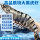 寓島碼頭黑虎蝦新鮮海捕活凍大虎蝦老虎蝦大對蝦鮮蝦海蝦生鮮海蝦盒裝送禮 3盒黑虎蝦（ 1斤(凈重)  10只左右）