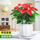 沭之美大盆紅掌盆栽植物花卉綠植 精品大盆紅掌+中號白蓮陶瓷盆源頭直發(fā)