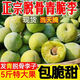 正宗重慶巫山汶川青脆李新鮮清脆李青翠李子空心當(dāng)季孕婦水果5斤 凈重5斤實(shí)惠款-35-40mm-21克+