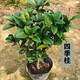 桂花樹(shù)苗盆栽綠植老樁好養耐活花卉庭院陽(yáng)臺室內原生濃香四季桂花 四季桂花 一公分粗（50-80cm）